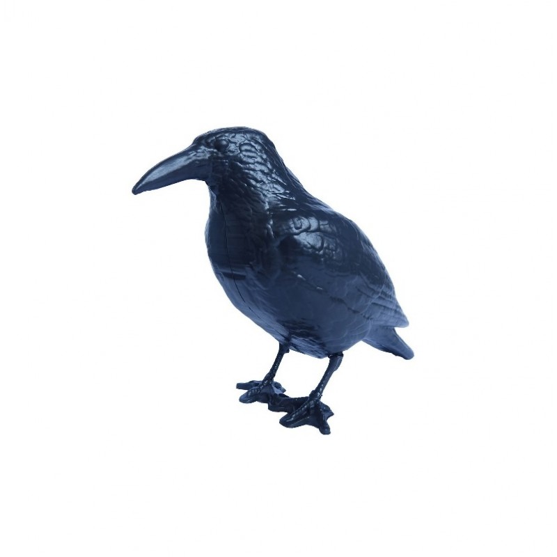 CUERVO AHUYENTA PALOMAS